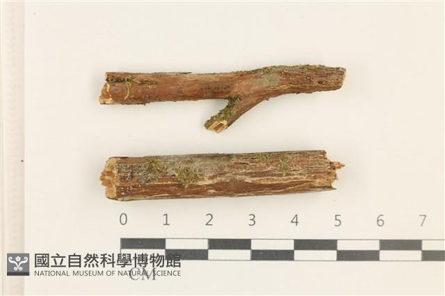 登錄號:B00016704藏品圖，第1張