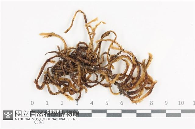 登錄號:B00004704藏品圖，第1張