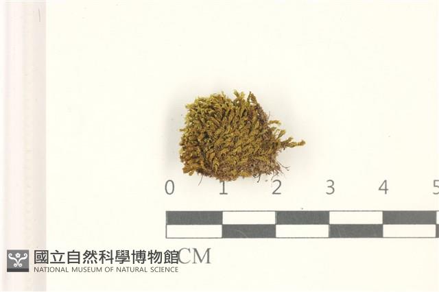 扭葉叢本蘚藏品圖，第1張