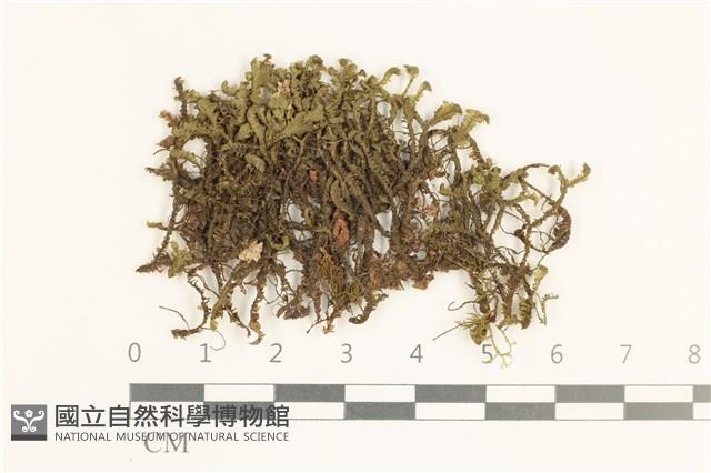 登錄號:B00002684藏品圖，第1張