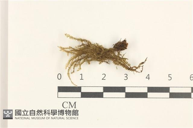 登錄號:B00019684藏品圖，第1張
