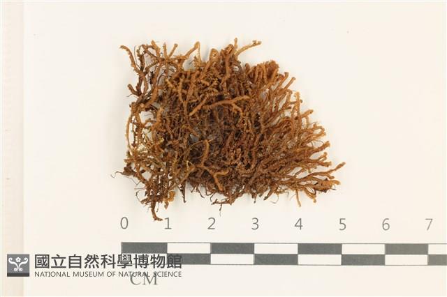 登錄號:B00016684藏品圖，第1張