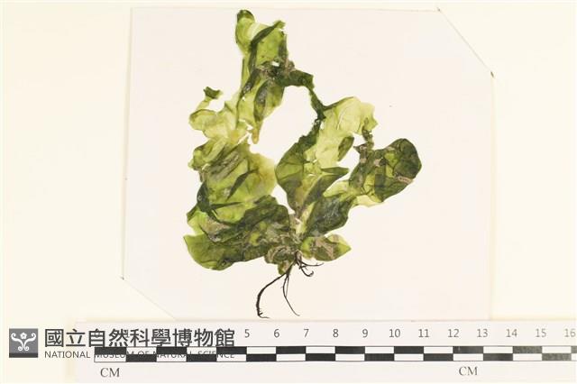 登錄號:A00006684藏品圖，第1張