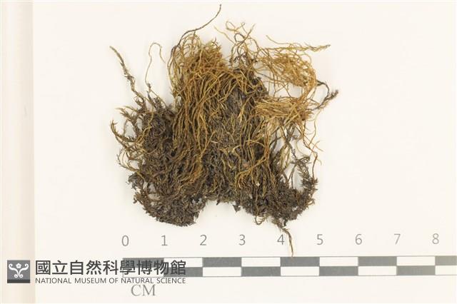 鞭枝懸蘚藏品圖，第1張