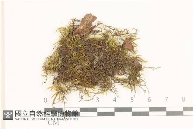 長肋青蘚藏品圖，第1張