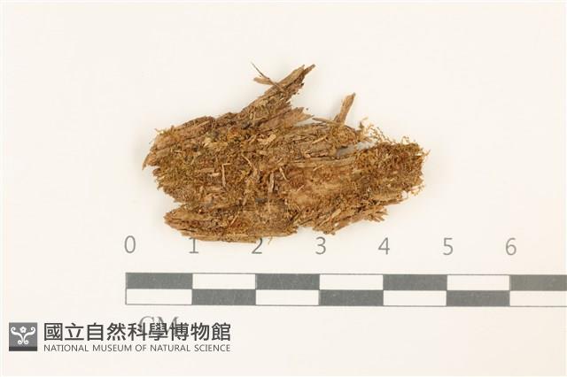 大萼苔科藏品圖，第1張