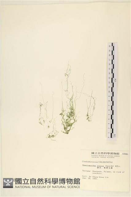 粗硬毛藻, 綠苔藏品圖，第1張