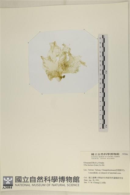 大石蓴, 石蓴藏品圖，第3張