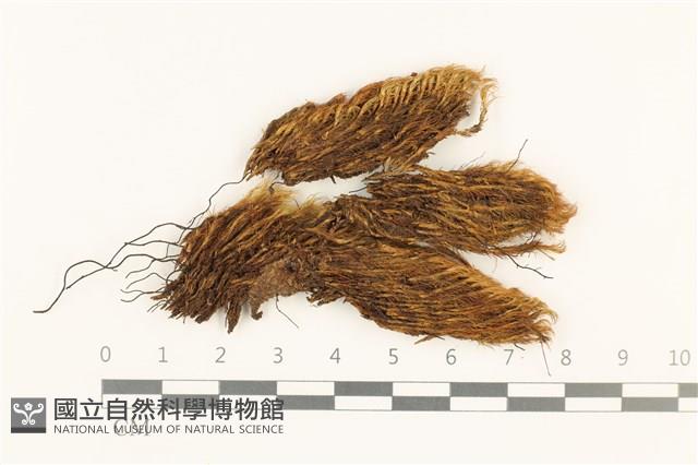 登錄號:B00018184藏品圖，第1張