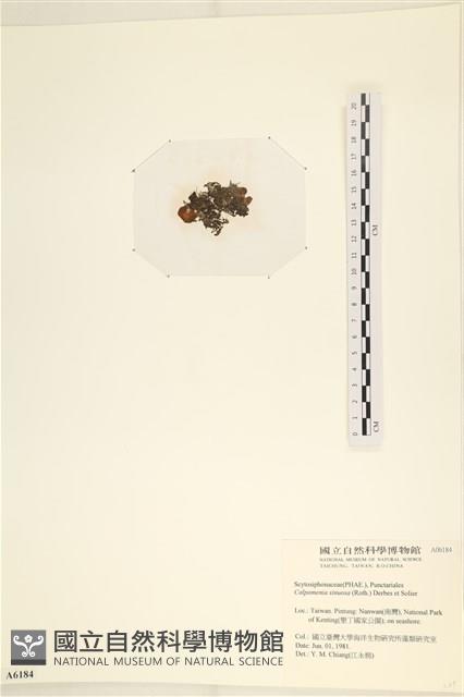 袋苔, 囊藻藏品圖，第3張