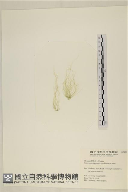 扁石髮藏品圖，第1張