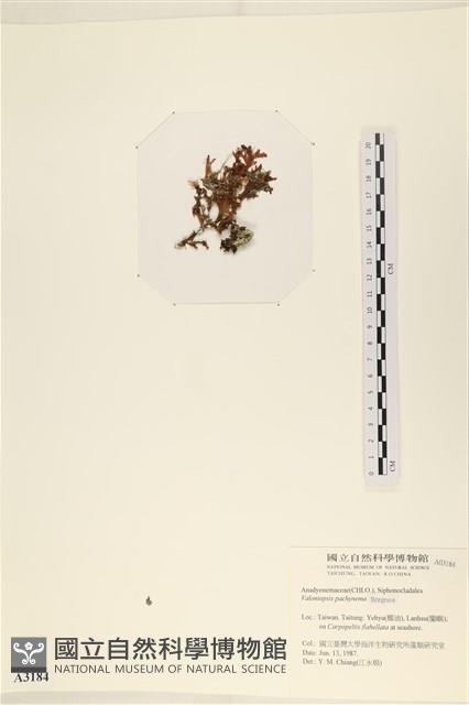 指枝藻藏品圖，第3張