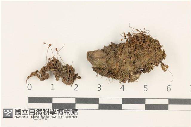 登錄號:B00009584藏品圖，第1張