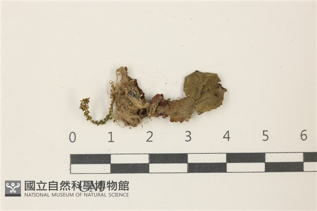 蛇苔藏品圖，第1張