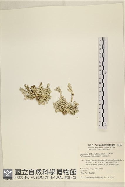仙掌藻, 海仙人掌藏品圖，第3張