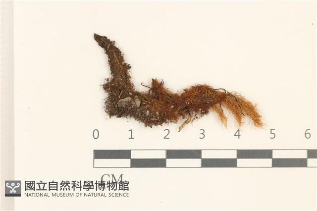 登錄號:B00004484藏品圖，第1張