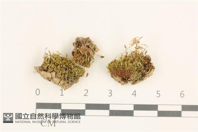 登錄號:B00005484藏品圖，第1張