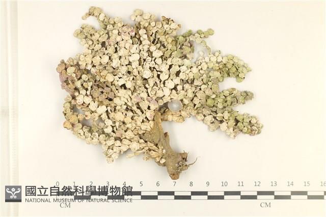 仙掌藻, 海仙人掌藏品圖，第1張