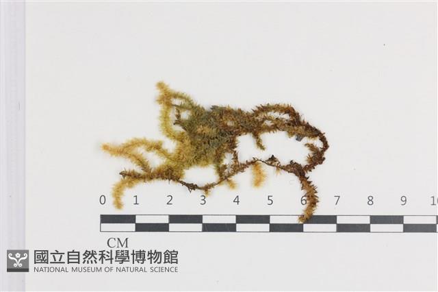 大灰氣蘚藏品圖，第1張