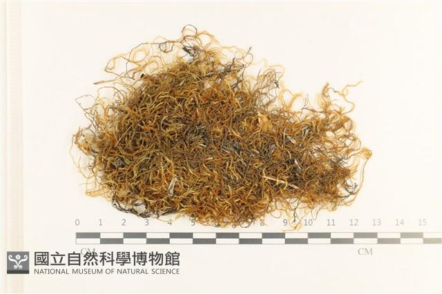 多疣懸蘚藏品圖，第1張