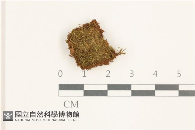 東亞昂氏蘚,東方昂氏蘚藏品圖，第1張