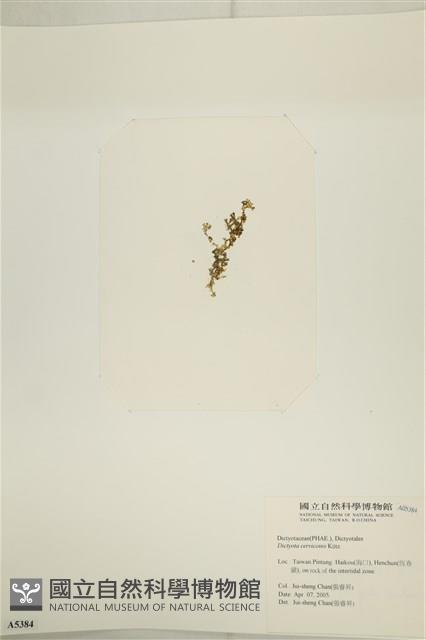 鹿角網地藻藏品圖，第3張