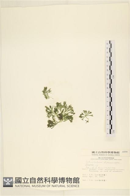 登錄號:A00000384藏品圖，第1張