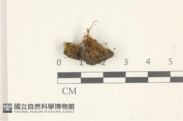 扭葉叢本蘚藏品圖，第1張