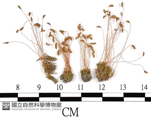 登錄號:B00009784藏品圖，第1張