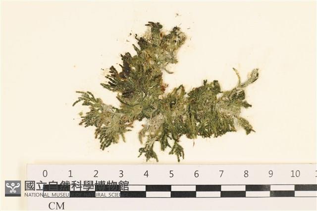 絨毛松藻藏品圖，第1張