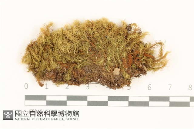 直葉珠蘚藏品圖，第1張