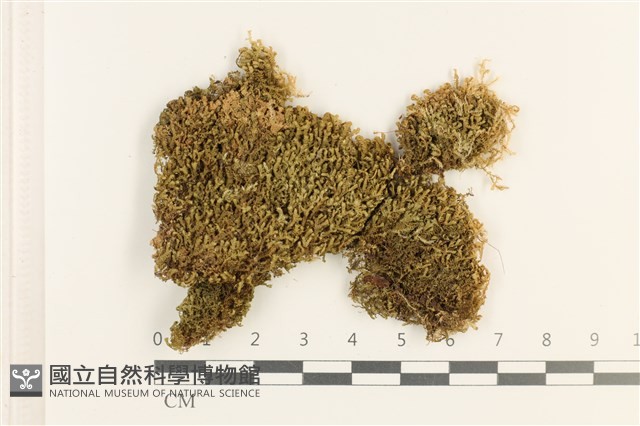 登錄號:B00010784藏品圖，第1張