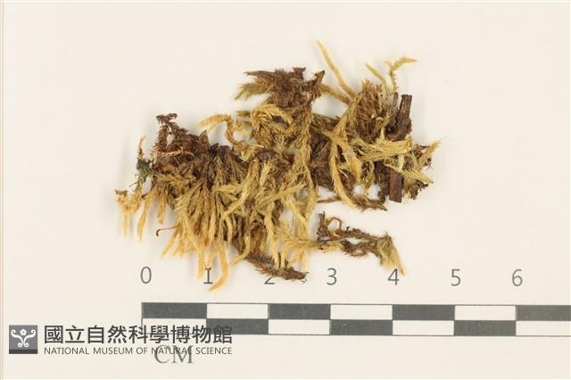 斜蒴蘚, 黃斜蒴蘚藏品圖，第1張