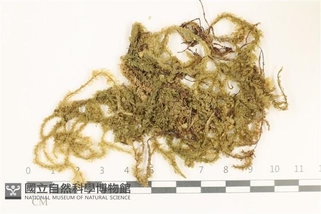 登錄號:B00004637藏品圖，第1張