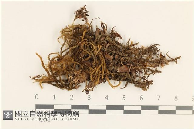 臺灣逆毛蘚藏品圖，第1張