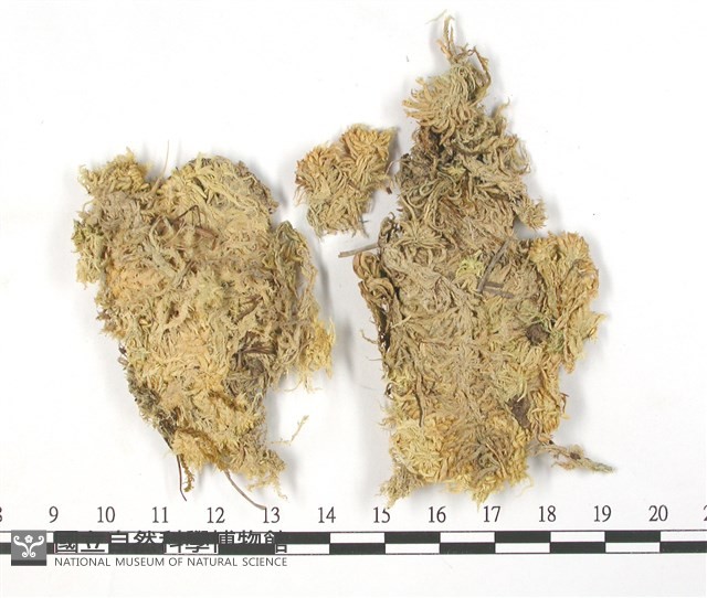 狹葉泥炭蘚藏品圖，第1張