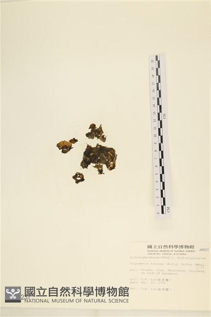袋苔, 囊藻藏品圖，第1張