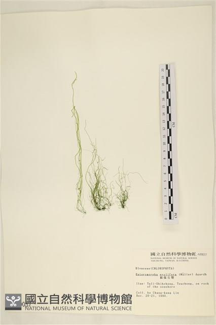 筋條石髮藏品圖，第1張