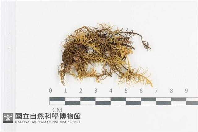 山羽蘚藏品圖，第1張