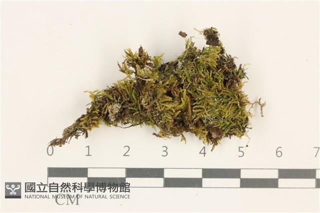 登錄號:B00006137藏品圖，第1張