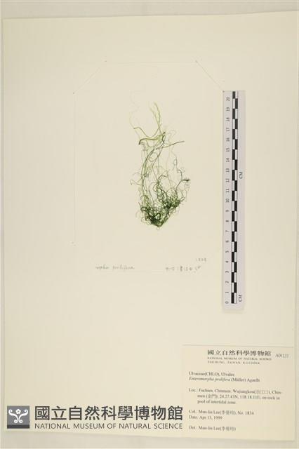 筋條石髮藏品圖，第3張