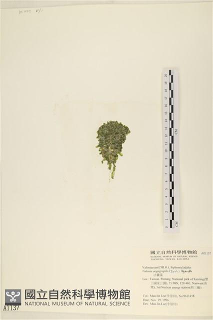 法囊藻藏品圖，第3張