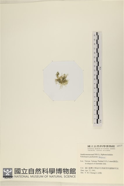 指枝藻藏品圖，第3張