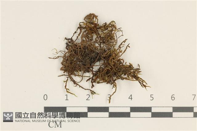 登錄號:B00009537藏品圖，第1張