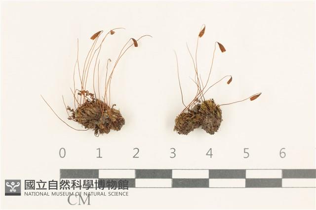 垂蒴真蘚藏品圖，第1張