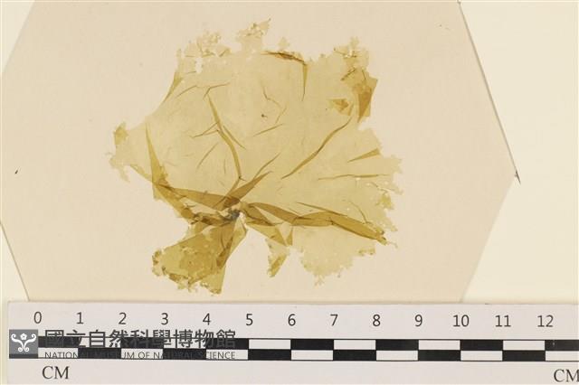 登錄號:A00006537藏品圖，第1張