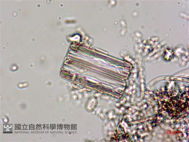 登錄號:A00004537藏品圖，第4張
