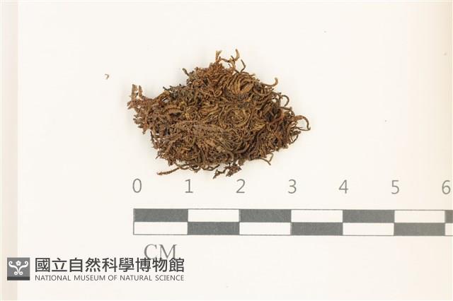 鰓葉苔藏品圖，第1張