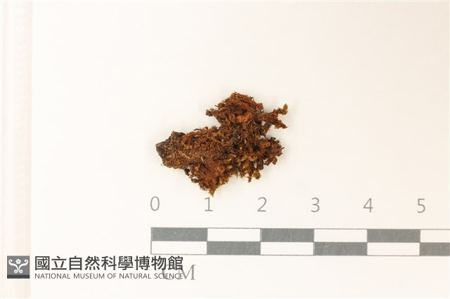 登錄號:B00010537藏品圖，第1張