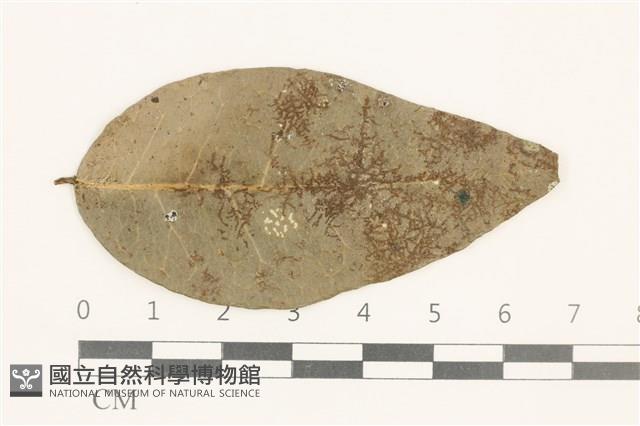 卷葉疣鱗苔藏品圖，第1張